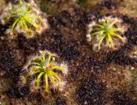 Drosera closterostigma